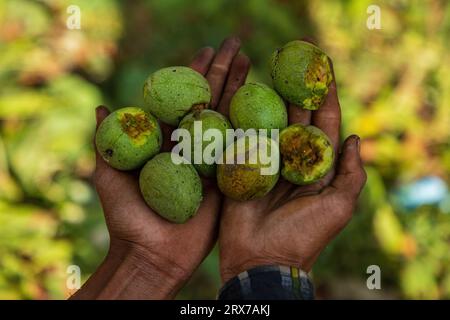 Srinagar, India. 23rd Sep, 2023. A Kashmiri farmer shows freshly harvested walnuts at the village in Budgam district. Walnuts are harvested around mid-September every year. As the trees of walnut get tall, the process of harvesting is tough and risky. Four people have died in the month of September in Kashmir after falling from walnut trees in different areas of Kashmir. Plucking walnut is considered to be one of the dangerous jobs in the Himalayan region. Credit: SOPA Images Limited/Alamy Live News Stock Photo