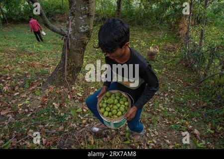 Srinagar, India. 23rd Sep, 2023. A Kashmiri farmer seen carrying a bucket of freshly harvested walnuts at the village in Budgam district. Walnuts are harvested around mid-September every year. As the trees of walnut get tall, the process of harvesting is tough and risky. Four people have died in the month of September in Kashmir after falling from walnut trees in different areas of Kashmir. Plucking walnut is considered to be one of the dangerous jobs in the Himalayan region. Credit: SOPA Images Limited/Alamy Live News Stock Photo