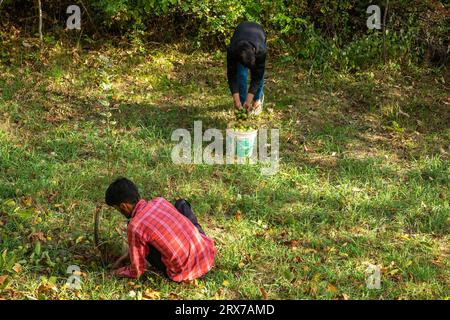 Srinagar, India. 23rd Sep, 2023. Kashmiri farmers collect freshly harvested walnuts at the village in Budgam district. Walnuts are harvested around mid-September every year. As the trees of walnut get tall, the process of harvesting is tough and risky. Four people have died in the month of September in Kashmir after falling from walnut trees in different areas of Kashmir. Plucking walnut is considered to be one of the dangerous jobs in the Himalayan region. Credit: SOPA Images Limited/Alamy Live News Stock Photo