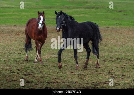 Black Horse and Chestnut Horse on a Grass Field Stock Photo