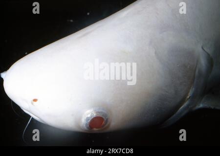 Albino iridescent shark catfish (Pangasianodon hypophthalmus) Stock Photo