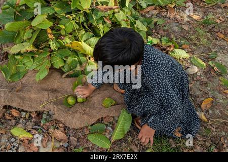 Srinagar, India. 23rd Sep, 2023. A Kashmiri child breaks the green husk of freshly harvested walnuts at the village in Budgam district. Walnuts are harvested around mid-September every year. As the trees of walnut get tall, the process of harvesting is tough and risky. Four people have died in the month of September in Kashmir after falling from walnut trees in different areas of Kashmir. Plucking walnut is considered to be one of the dangerous jobs in the Himalayan region. (Photo by Faisal Bashir/SOPA Images/Sipa USA) Credit: Sipa USA/Alamy Live News Stock Photo