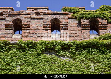 Brick wall covered with ivy against blue sky. Part of an ancient fortress with arched loopholes. View from below. Stock Photo