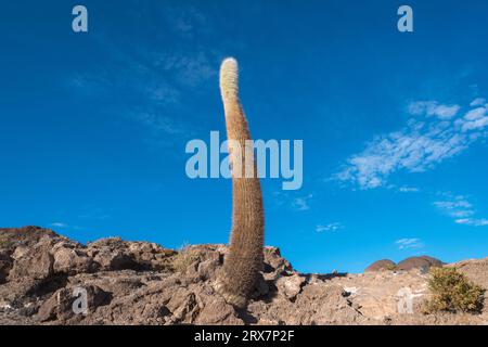 Giant cactuses in the Uyuni salt pan Stock Photo