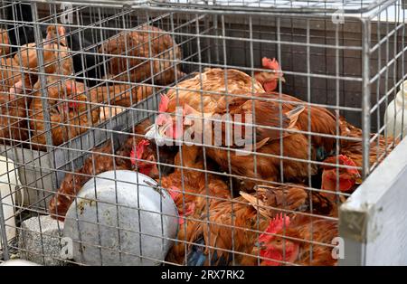 Chicken in wire cages at market, sold for egg laying Stock Photo