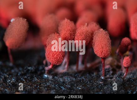 Carnival Candy Slime Mold Stock Photo