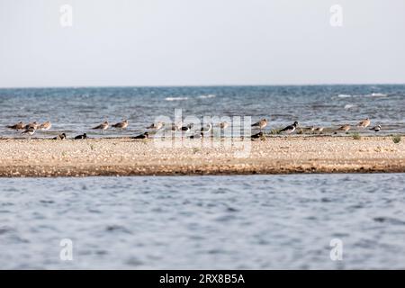 Eurasian oystercatcher or Haematopus ostralegus on the beach of Alexandroupolis Evros Greece, Delta Evros national park, winter bird migration Stock Photo