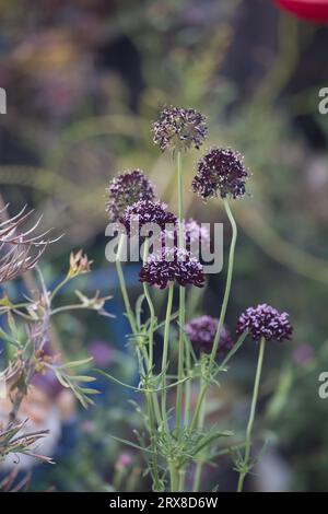 Pincushion Flower Scabiosa atropurpurea black growing in a California garden Stock Photo