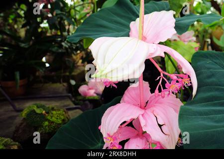 Medinilla magnifica, showy medinilla, pink lantern, rose grape; flowering plant in the family Melastomataceae, native to the Philippines; pink flower. Stock Photo