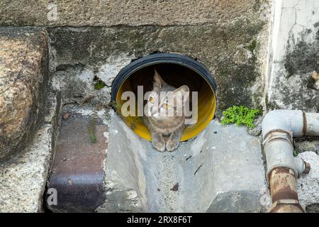 A stray cat sitting inside a storm drain on Lorong Stewart, Georgetown, Pulau Pinang, Malaysia Stock Photo