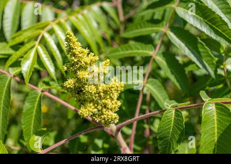A sumac tree with green compound leaves and yellow cone-shaped flowers Stock Photo
