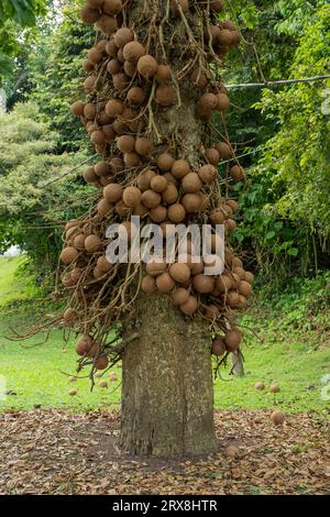 A Cannonball Tree at the Penang Botanic Gardens, Pulau Pinang, Malaysia Stock Photo