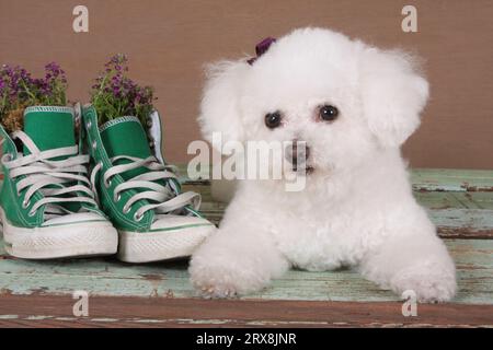 Bichon shop frise shoes