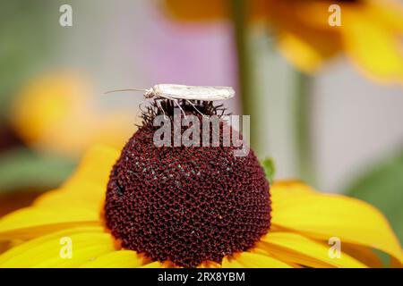 Carved-horn moth or Gelechioidea feeding on a black-eyed Susan flower at the Home Depot in Payson, Arizona. Stock Photo