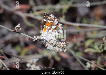 Mormon metalmark or Apodemia mormo feeding on buckwheat flowers at the monument trail in Payson, Arizona. Stock Photo