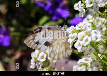 Female checkered white or Pontia protodice feeding on small white flowers at the Plant Fair Nursery in Star Valley, Arizona. Stock Photo