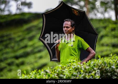A Bangladeshi man tea garden worker walks at a tea garden in Sylhet. Tea Plucking is a specialized skill. Two leaves and a bud need to be plucked in order to get the best taste and profitability. The calculation of daily wage is 170tk(1.60$) for plucking at least 22-23 kg leaves per day for a worker. The area of Sylhet has over 150 gardens including three of the largest tea gardens in the world both in area and production. Nearly 300,000 workers are employed on the tea estates of which over 75% are women but they are passing their lives as a slave. (Photo by Zabed Hasnain Chowdhury/SOPA Imag Stock Photo