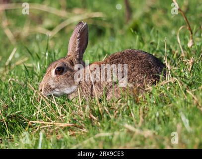 A wild Rabbit in the Cotswold Hills Gloucestershire UK Stock Photo