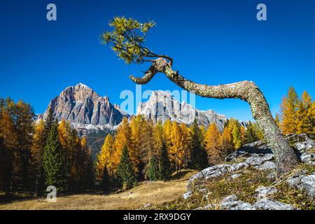Lonely small pine grew into the rock on the woodland glade, Dolomites, Italy, Europe Stock Photo