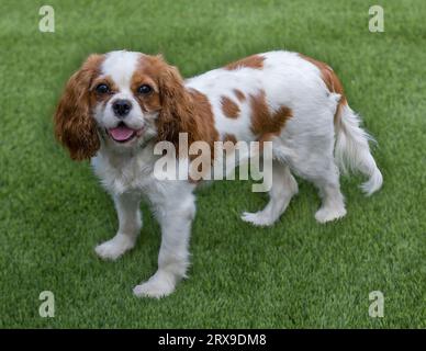 1-Year-Old Blenheim (chestnut and white) King Charles Spaniel Female Puppy. Off-leash dog park in Northern California. Stock Photo
