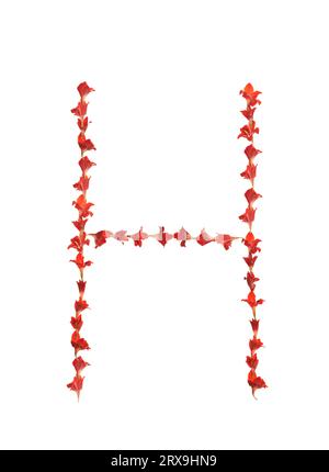 Letter h  in beautiful red gladiolus blossoms, full of colorful patterns, lines & texture on white background, try this fabulous font! Stock Photo