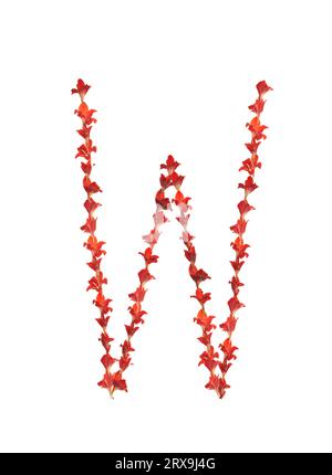 Letter W  in beautiful red gladiolus blossoms, full of colorful patterns, lines & texture on white background, try this fabulous font! Stock Photo