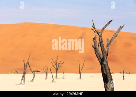 Dead tree in Namibian desert Stock Photo