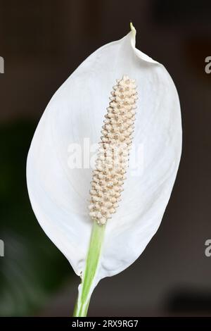 Close up of blooming white tropical Spathiphyllum plant spadix flower Stock Photo