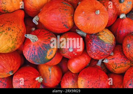 Pile of many red Kuri Hokkaido squashes Stock Photo - Alamy