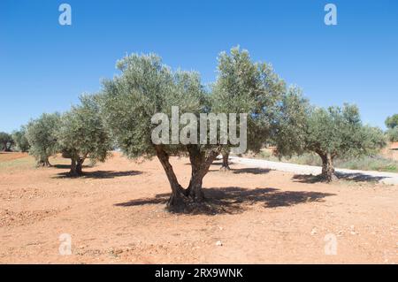 Olivos con aceituna madurando en verano. Olivar mediterráneo en España Stock Photo