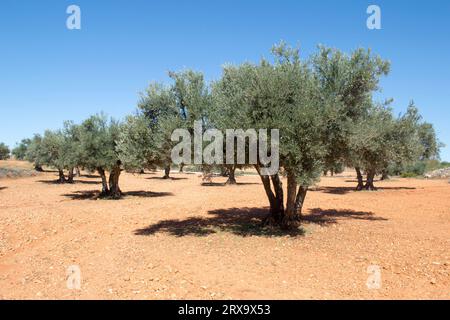 Olivos con aceituna madurando en verano. Olivar mediterráneo en España Stock Photo