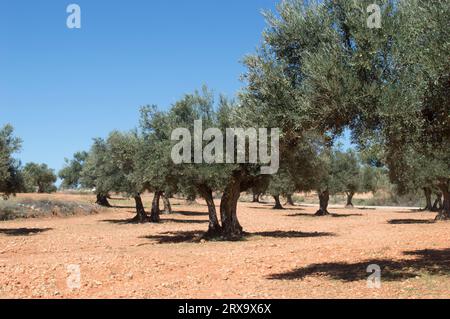 Olivos con aceituna madurando en verano. Olivar mediterráneo en España Stock Photo