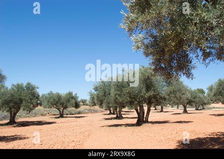 Olivos con aceituna madurando en verano. Olivar mediterráneo en España Stock Photo