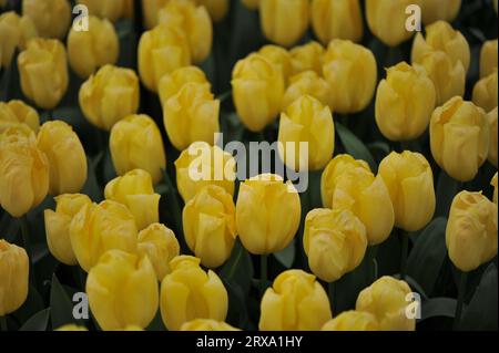 Yellow Triumph tulips (Tulipa) Avocado bloom in a garden in April Stock Photo