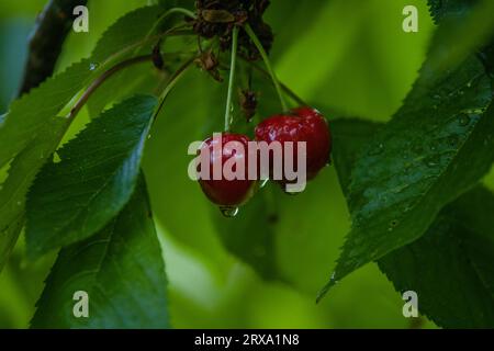 Cherries close up photography, Fruits among the leaves on a branch ...