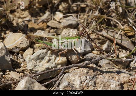 Detailed closeup on the Mediterranean Handsome grasshopper, Oedaleus decorus sitting on the ground Stock Photo