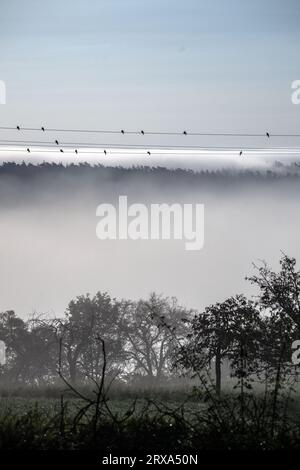 Altenstein, Germany. 24th Sep, 2023. Birds have made themselves comfortable in the morning sun on the ladder cables of a power line, while clouds of mist rise behind them. Credit: Pia Bayer/dpa/Ģ����ý Live News Stock Photo