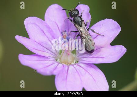 Natural closeup on a small dark, harebell carpenter-bee Chelostoma campanularum on a purple Geranium pyrenaicum in the garden Stock Photo