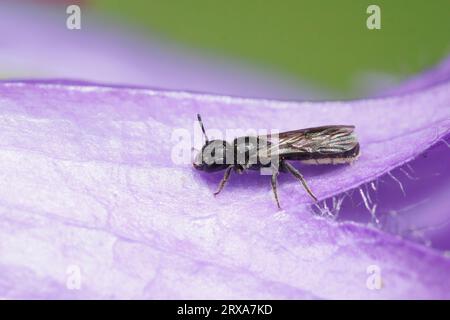 Natural closeup on a small dark, harebell carpenter-bee Chelostoma campanularum on a purple Geranium pyrenaicum in the garden Stock Photo