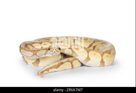 Friendly Looking Python's Cute yellowish ball python, curled up. Head on surface slithering side ...