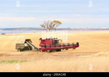 A combine harvester at work in a wheat field in the locality of Nippering with Lake Dumbleyung in the background, Wheatbelt region, Western Australia. Stock Photo