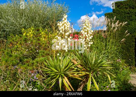 Yucca flowers, East Sussex, UK. Yucca gloriosa variegata Stock Photo