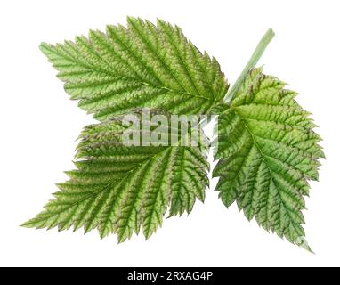 Raspberry leaf isolated on white with clipping path Stock Photo