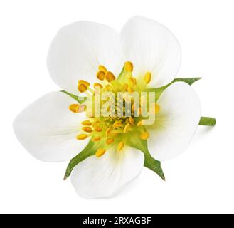 Top view of strawberry flower isolated on white with clipping path Stock Photo