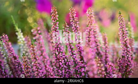 Beautifully flowering ornamental pink and white plant - flower.  Common heather (Calluna vulgaris) Stock Photo