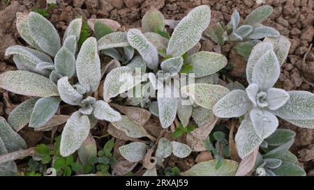 dark thick oval leaves with white fluff on an ornamental garden plant growing in brown dry soil, plant texture of green and white foliage with a pile Stock Photo