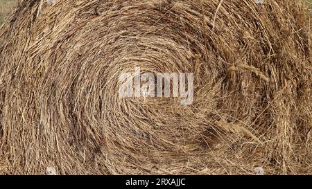 natural texture of twisted dry blades of grass and tops in a haystack, spiral of twisted golden straw full frame, dried straw mowed and packed Stock Photo