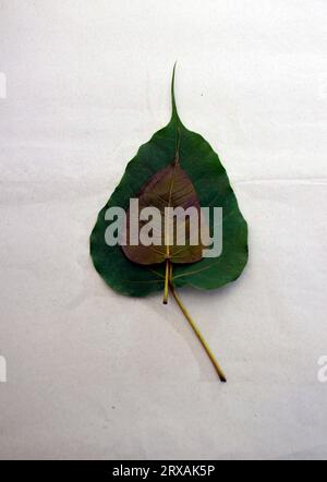 Sacred fig leaf (Ficus religiosa L. , Pipal Tree, Bohhi Tree, Bo Tree, Peepul ) on white background Stock Photo