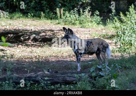 African wild dog (Lycaon pictus), captive, Germany Stock Photo