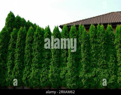 camellia sinensis zimmerpflanze Teepflanze main image 1